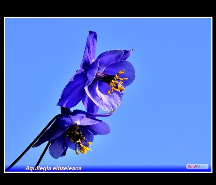 aquilegia einseleana