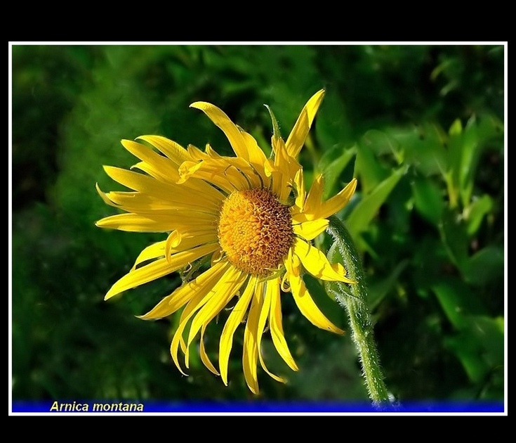 arnica montana