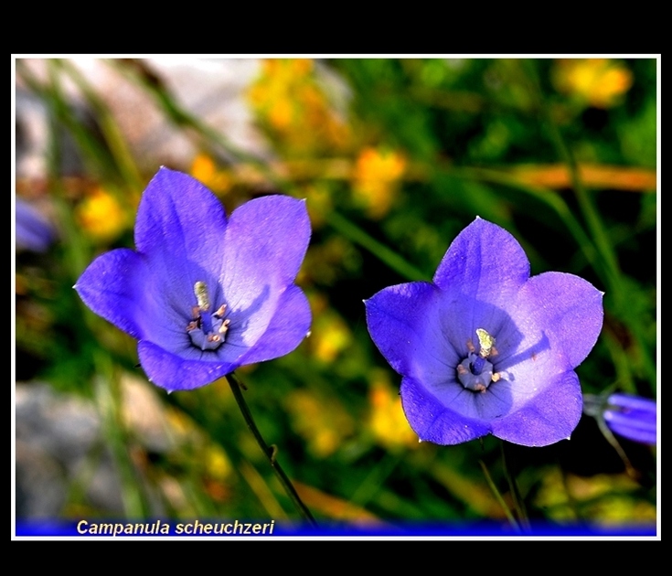 campanul scheuchzeri