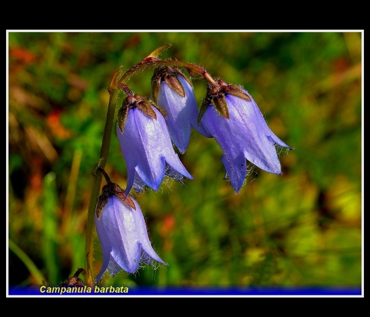 campanula barbata