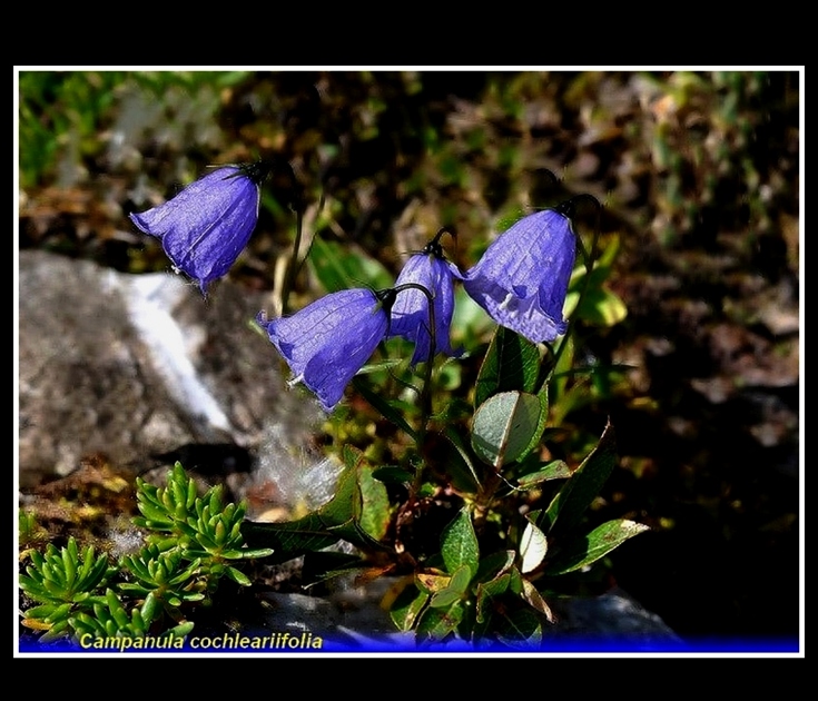 campanula cochleariifolia