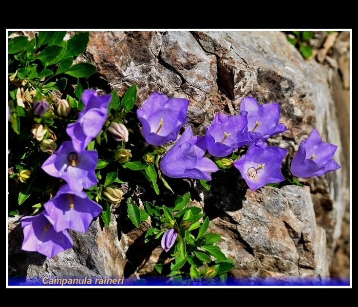 campanula raineri