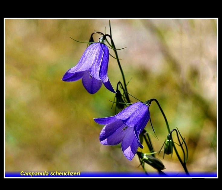 campanula scheuchzeri