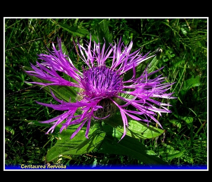 centaurea nervosa