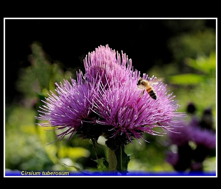 cirsium tuberosum