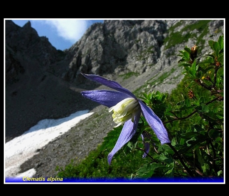 clematis alpina