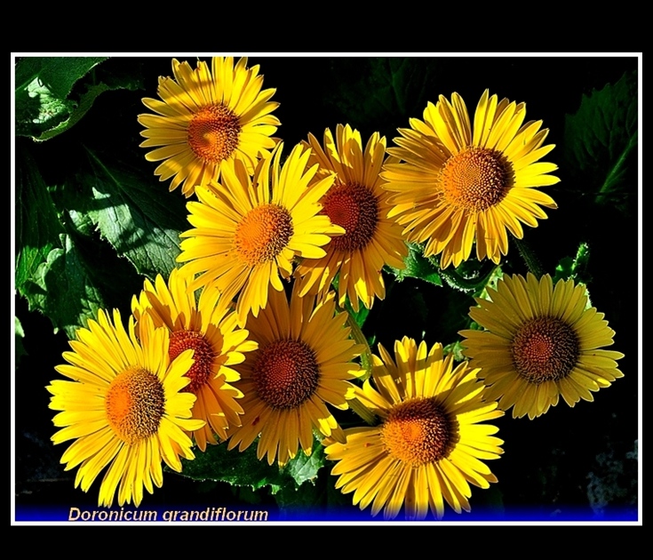 doronicum grandiflorum
