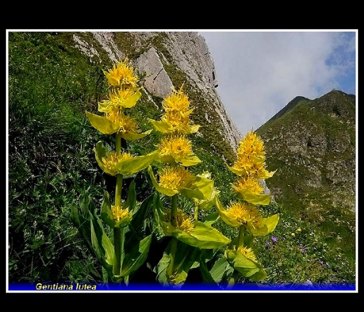 gentiana lutea