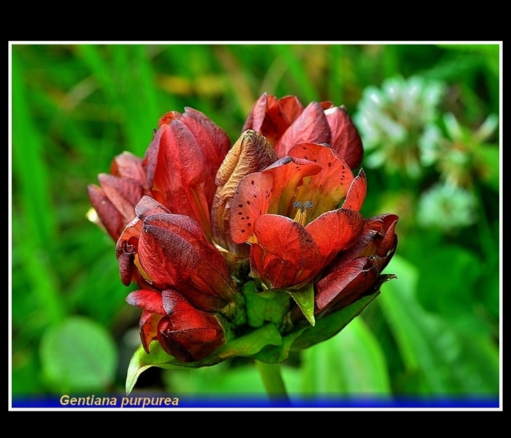 gentiana purpurea