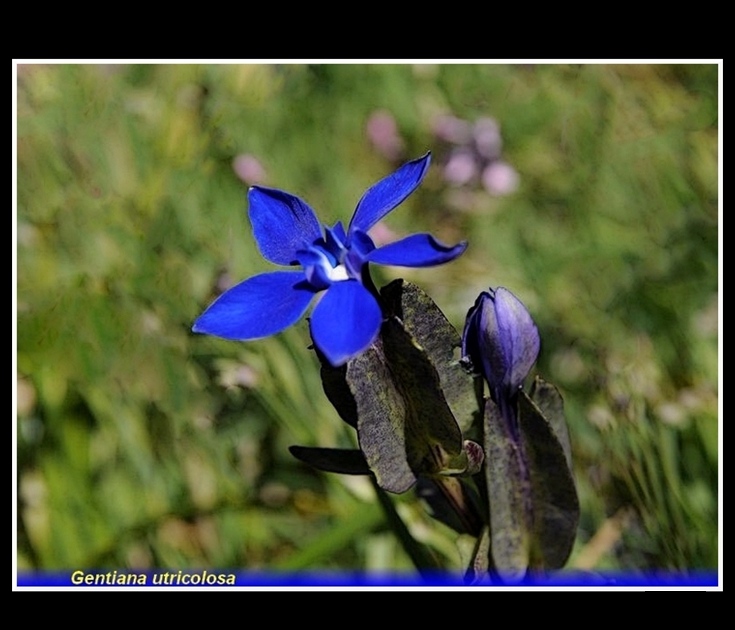 gentiana utricolosa