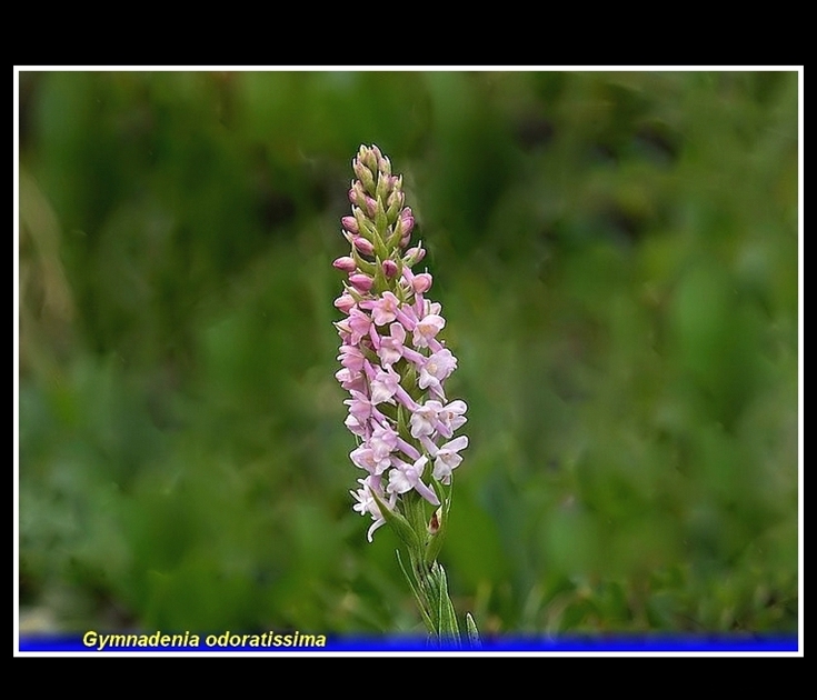 gymnadenia odoratissima