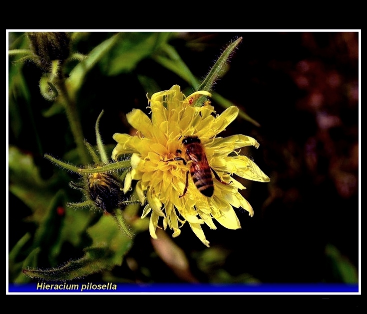 hieracium pilosella
