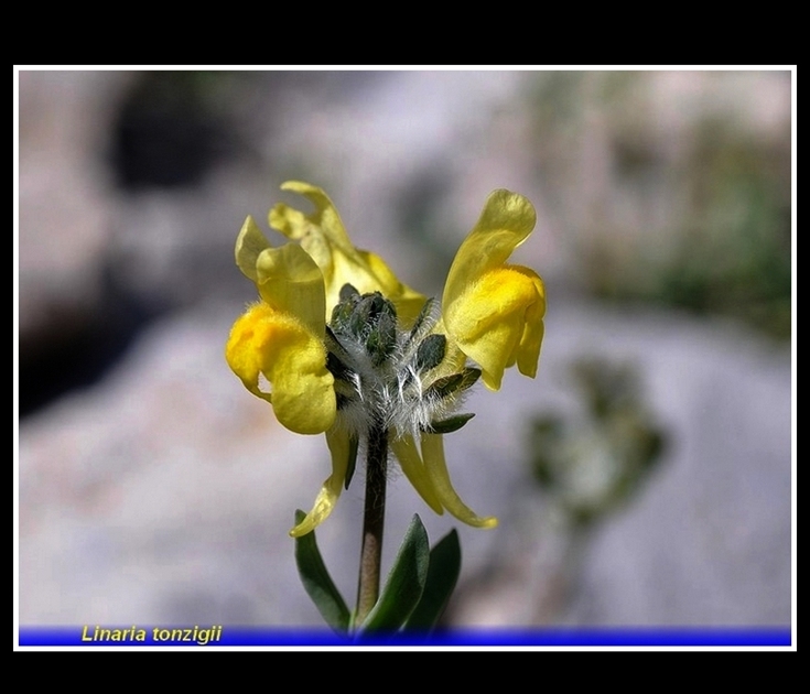 linaria tonzigii