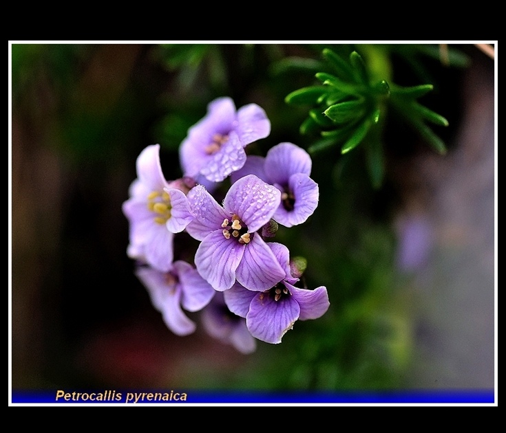 petrocallis pyrenaica