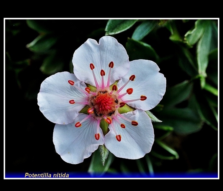 potentilla nitida