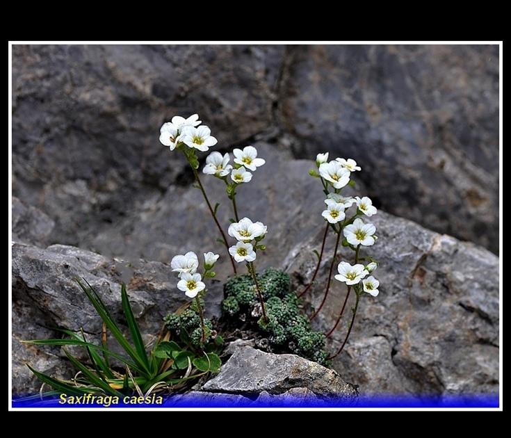 saxifraga caesia