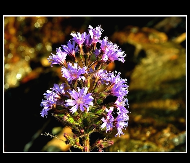 javascript photo gallery