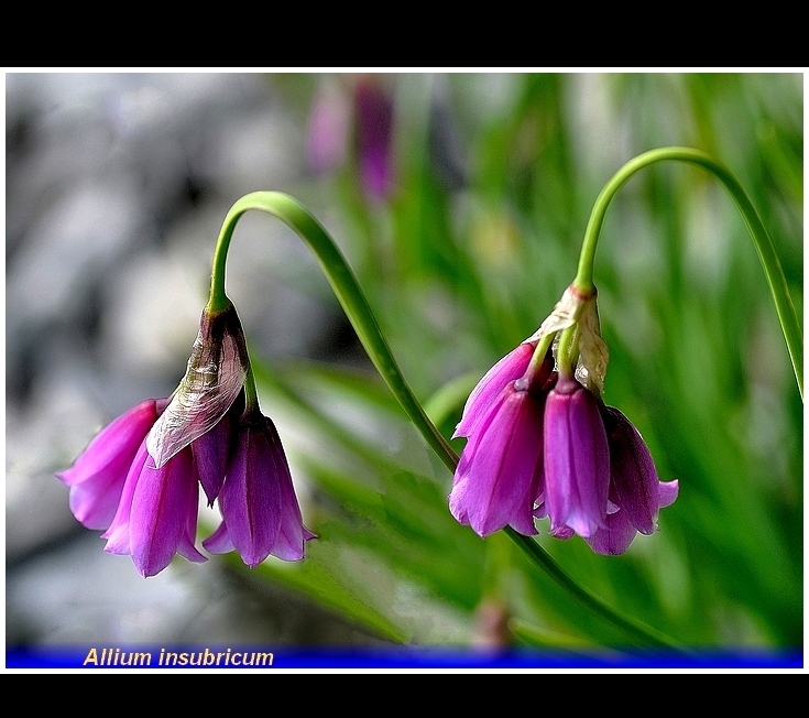 alium insubricum