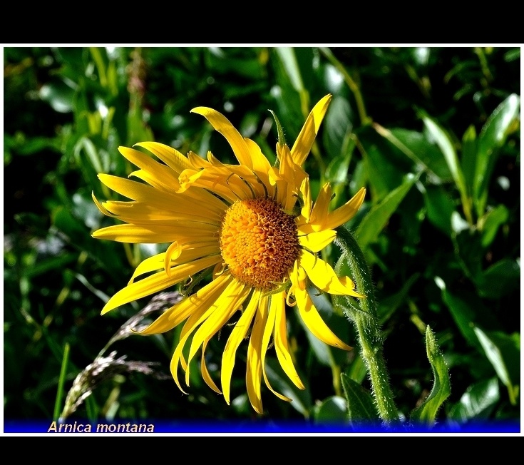 arnica montana