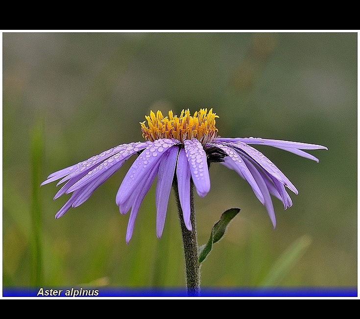 aster alpinus