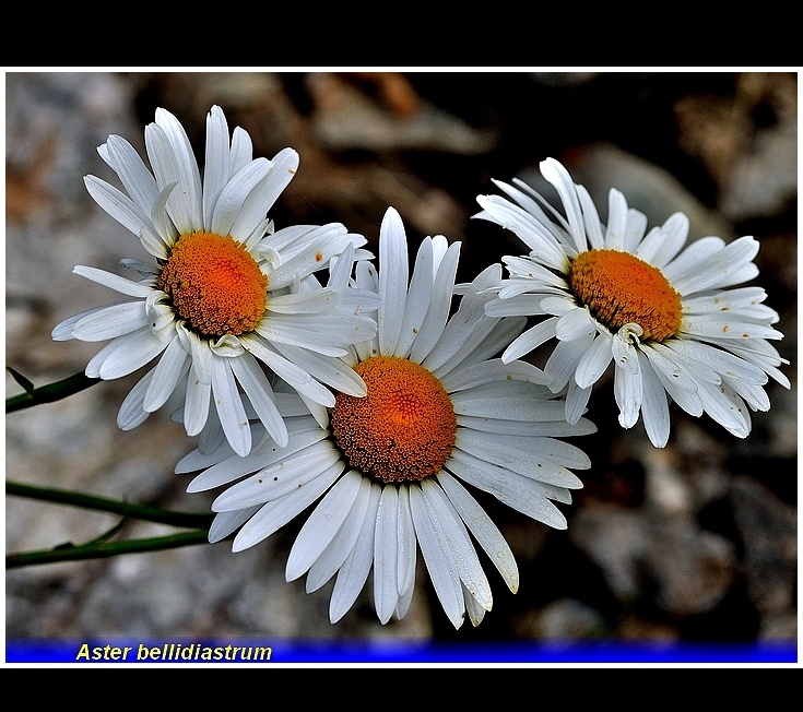 aster bellidiastrum