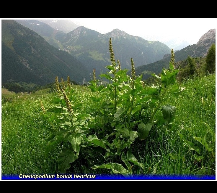 chenopodium bonus  henricus