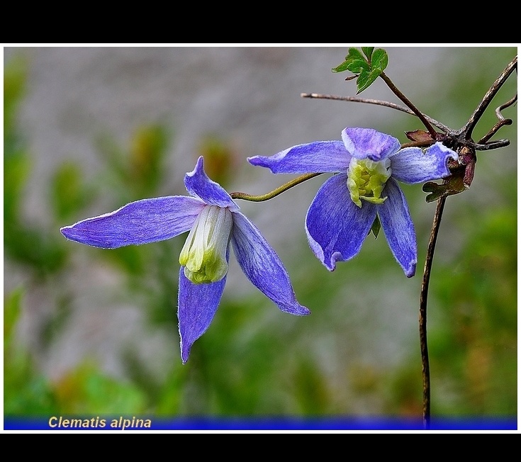 clematis alpina