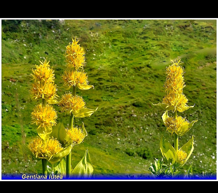 gentiana lutea