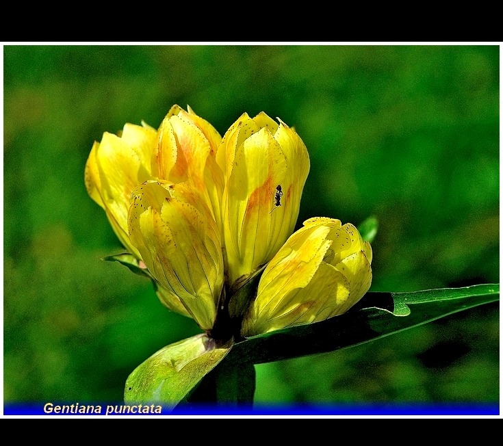 gentiana punctata