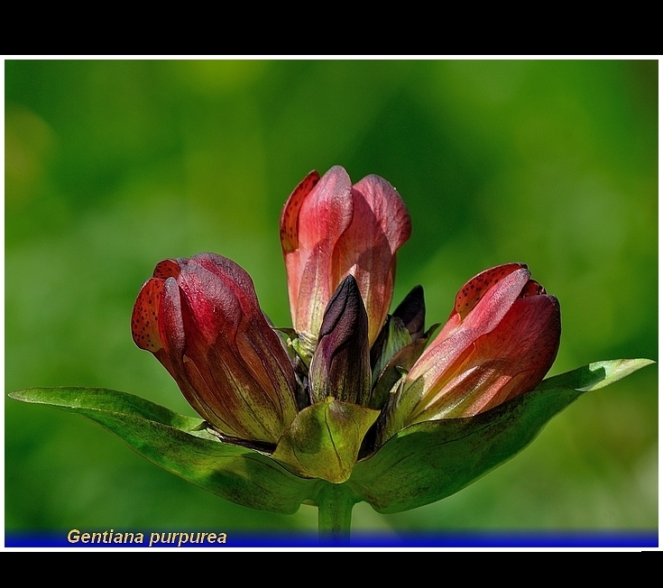 gentiana purpurea