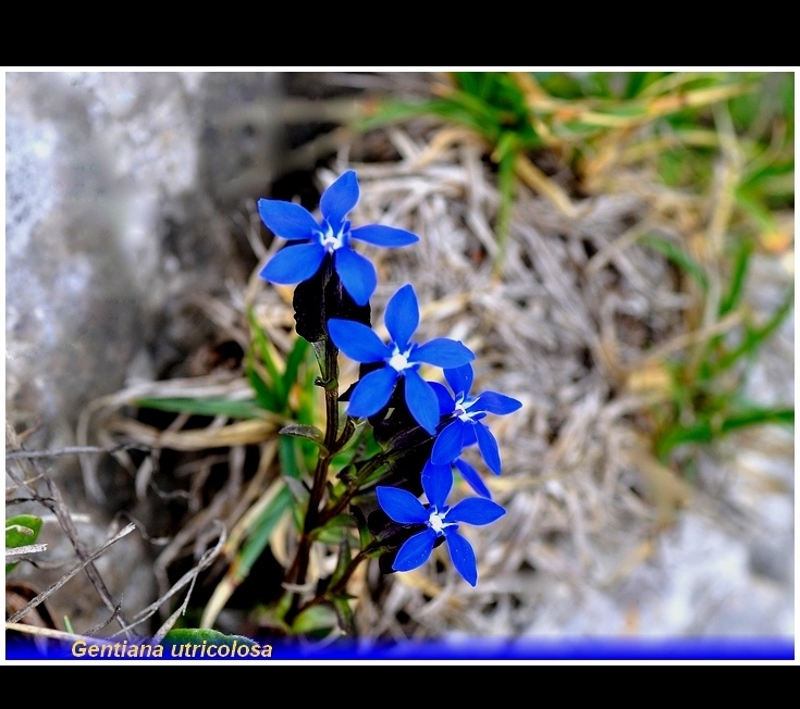 gentiana utricolosa