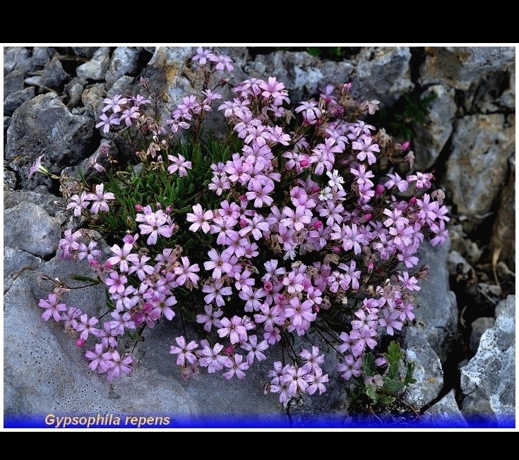 gypsophila repens