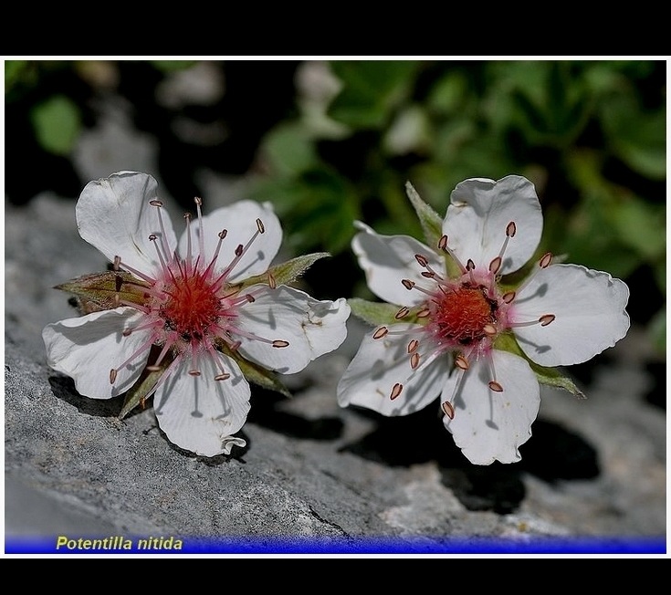 potentilla nitida