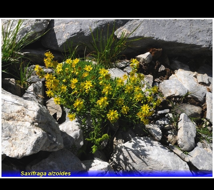 saxifraga aizoides