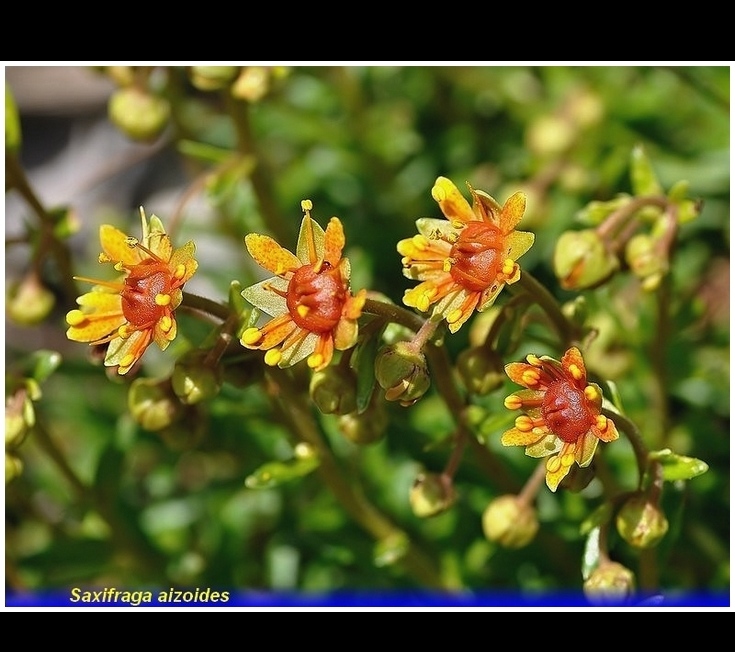 saxifraga aizoides 