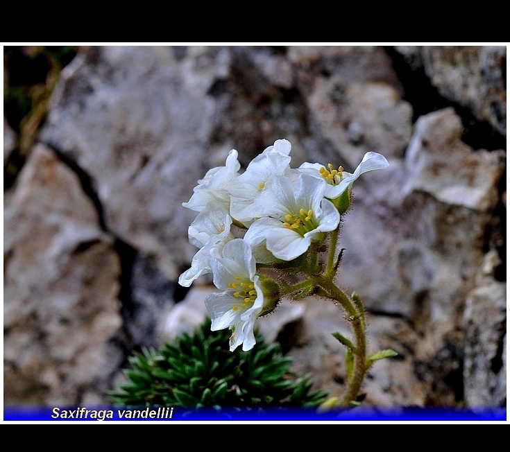 saxifraga vandellii