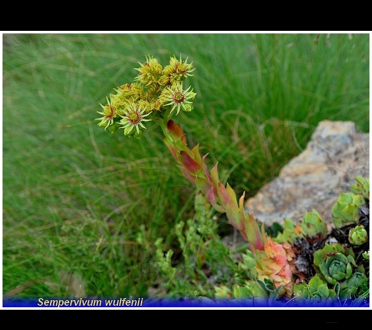 sempervivum wulfenii