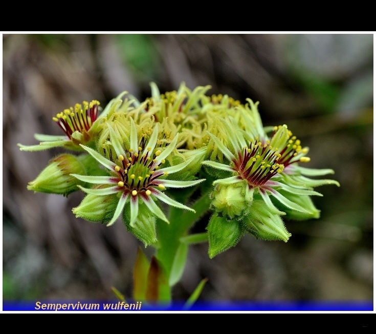 sempervivum wulfenii 