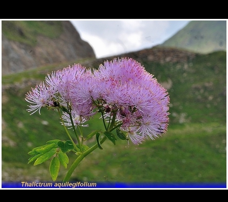 thalictrum aquilegifolium