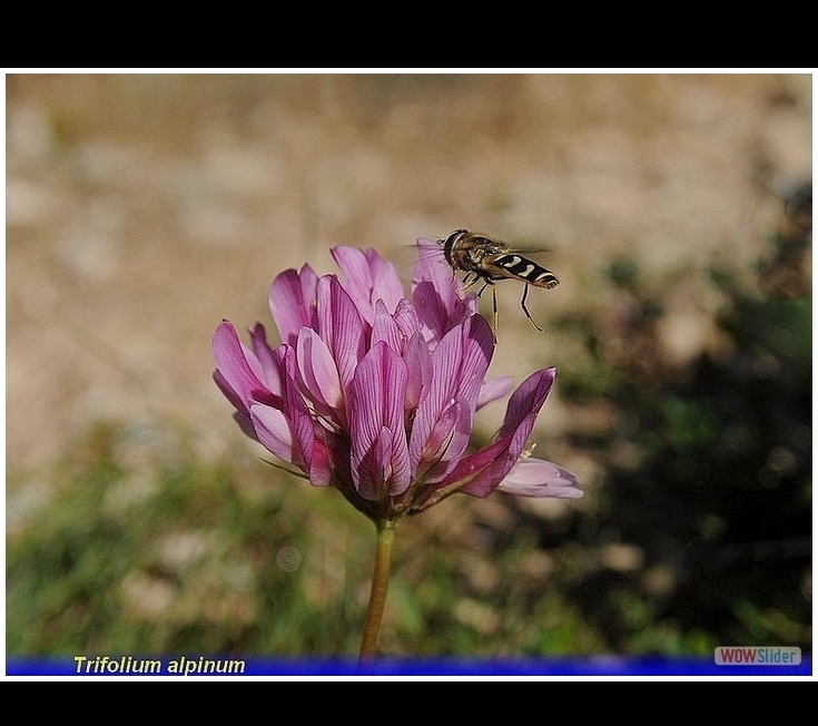 trifolium alpinum