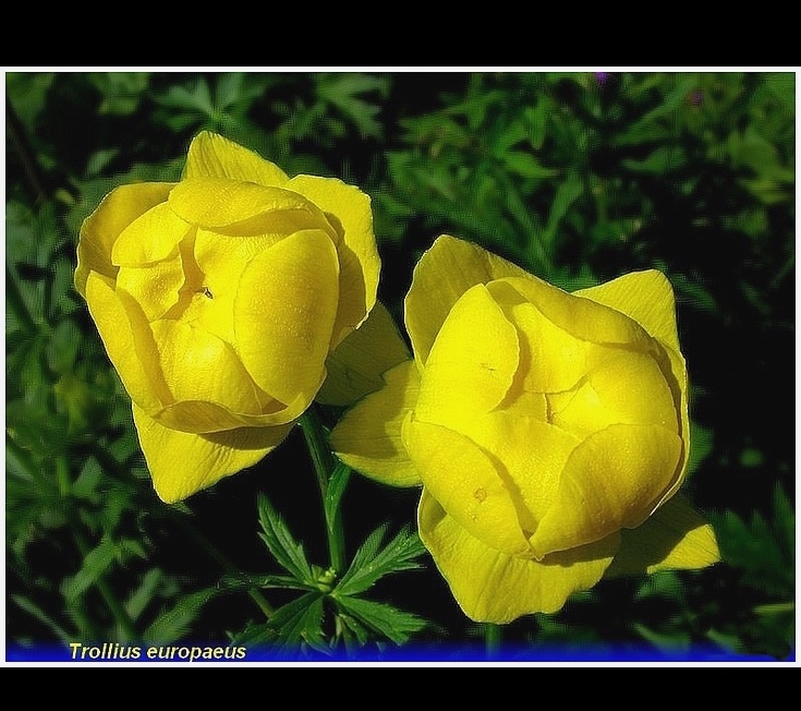 trollius europaeus