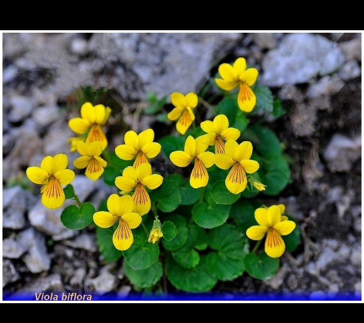 viola biflora