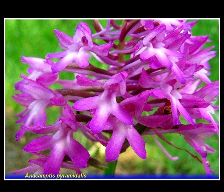 anacamptis pyramidalis