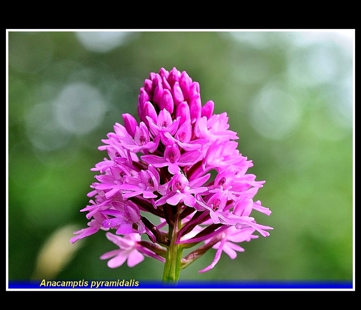 anacamptis pyramidalis 