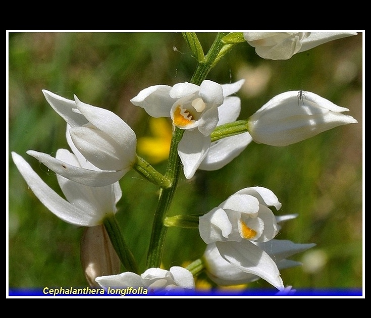 cephalanhtera longifolia
