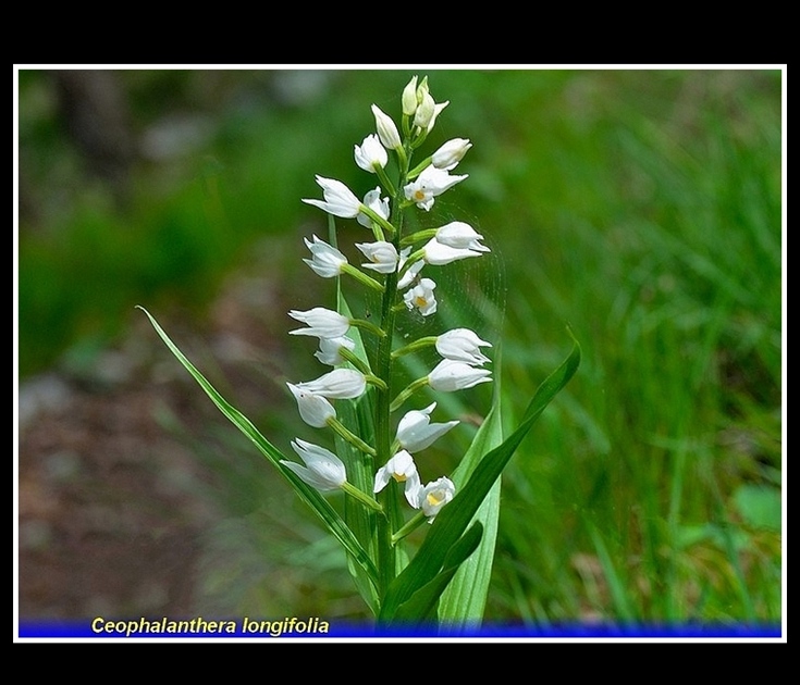 cephalanhtera longifolia  