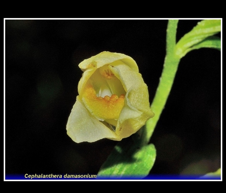 cwphalanthera damasonium