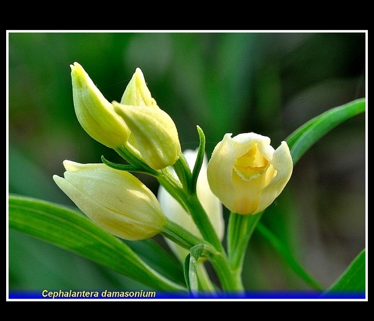 cwphalanthera damasonium 