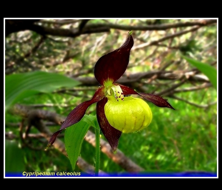 cypripedium calceolus