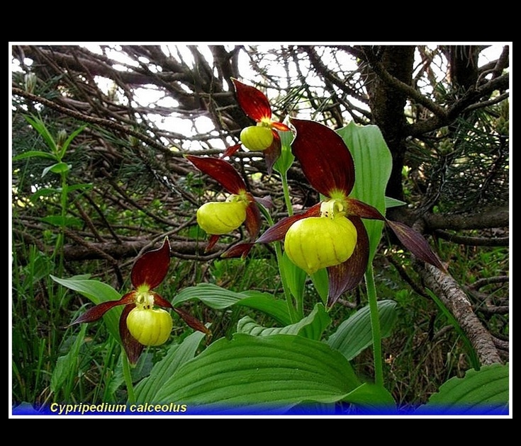 cypripedium calceolus 